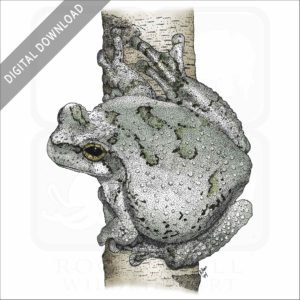 Cope's Gray Tree Frog stock image