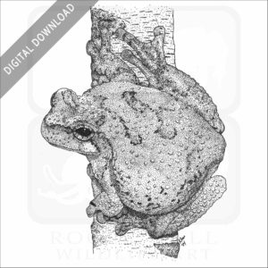 Cope's Gray Treefrog