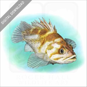 Copper Rockfish stock image