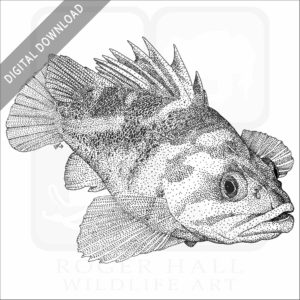 Copper Rockfish