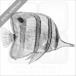 Copperband Butterflyfish