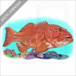 Coral Trout stock image