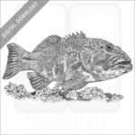 Coral Trout