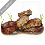 Corn Snake stock image