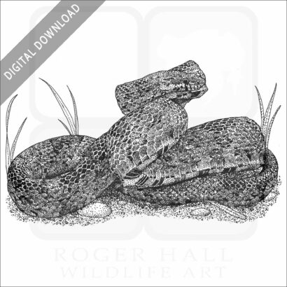 Corn Snake