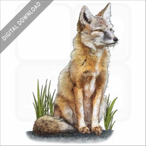 Corsac Fox stock image