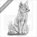 Corsac Fox