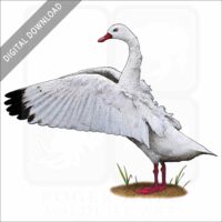 Coscoroba Swan stock art