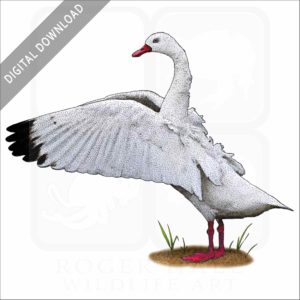 Coscoroba Swan stock art