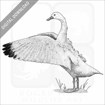 Coscoroba Swan