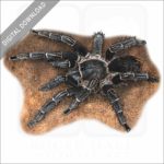 Costa Rican Zebra Tarantula stock image