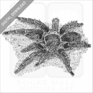 Costa Rican Zebra Tarantula