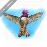 Costa's Hummingbird stock image