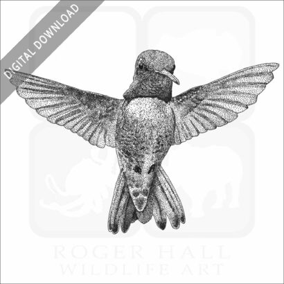 Costa's Hummingbird