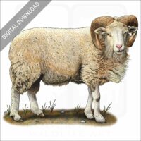 Cotswold Sheep stock image