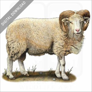 Cotswold Sheep stock image