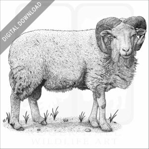 Cotswold Sheep