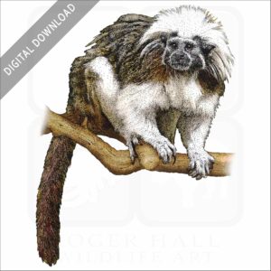 Cotton-Top Tamarin stock image