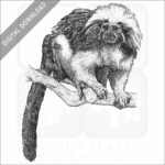 Cotton-Top Tamarin
