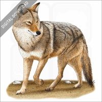 Coyote stock art image