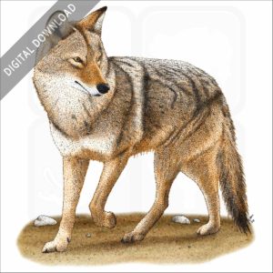 Coyote stock art image