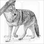 Coyote