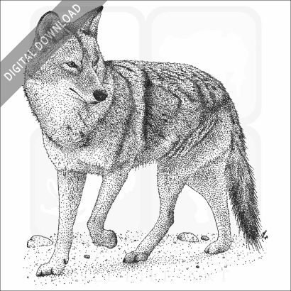 Coyote
