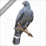 Crane Hawk stock image