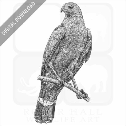 Crane Hawk