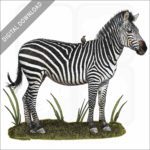 Crawshay's Zebra stock image
