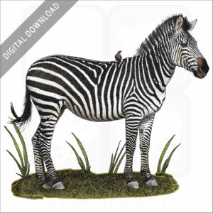 Crawshay's Zebra stock image