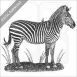 Crawshay's Zebra