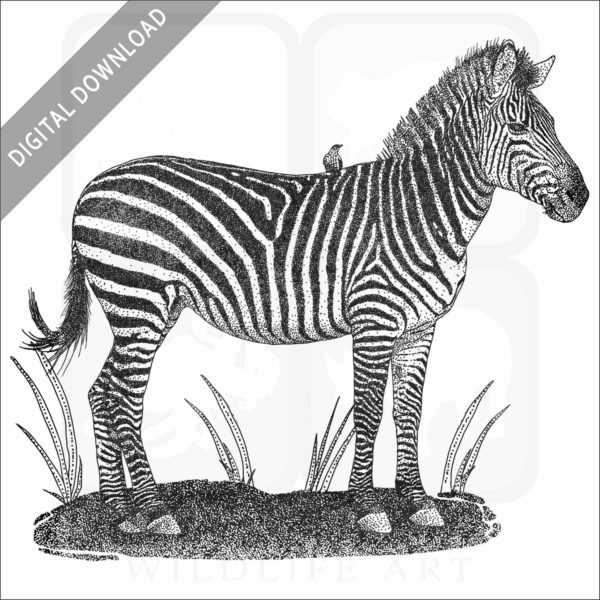 Crawshay's Zebra