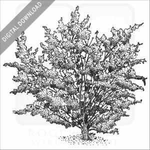 Creosote Bush stock image