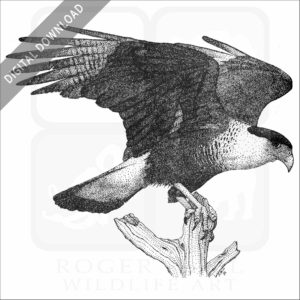 Northern Crested Caracara