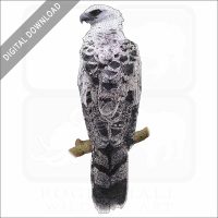 Crested Eagle stock image