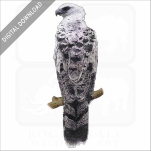Crested Eagle stock image