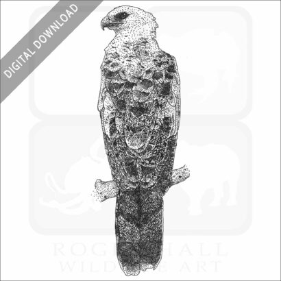 Crested Eagle