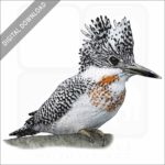 Crested Kingfisher stock image