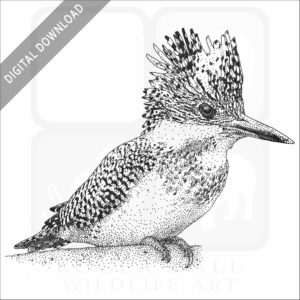 Crested Kingfisher