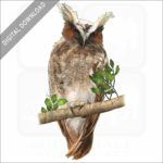 Crested Owl stock image
