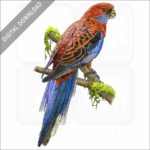 Crimson Rosella stock image