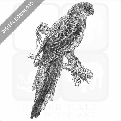 Crimson Rosella