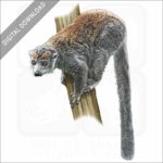 Crowned Lemur stock image