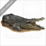 Cuban Crocodile stock image