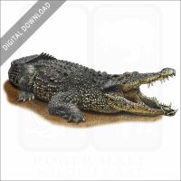 Cuban Crocodile stock image