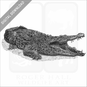 Cuban Crocodile