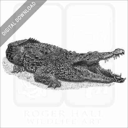 Cuban Crocodile