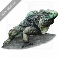 Cuban Iguana stock image
