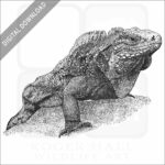 Cuban Iguana